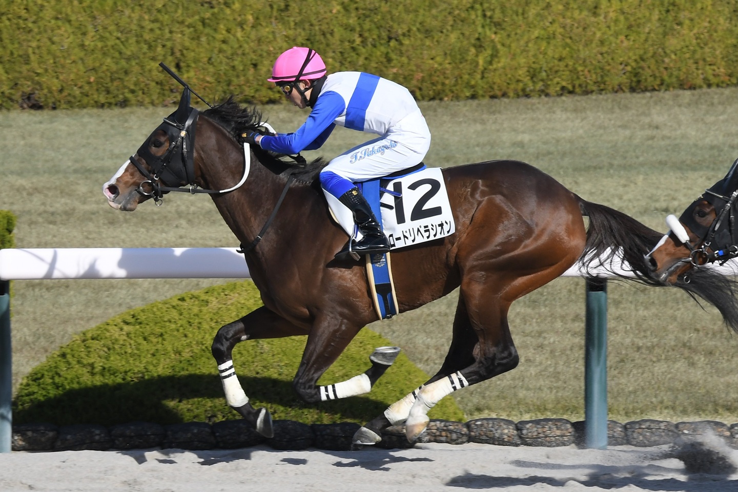 ロードリベラシオン 2025年12月13日 阪神4R・障害3歳上未勝利 優勝!